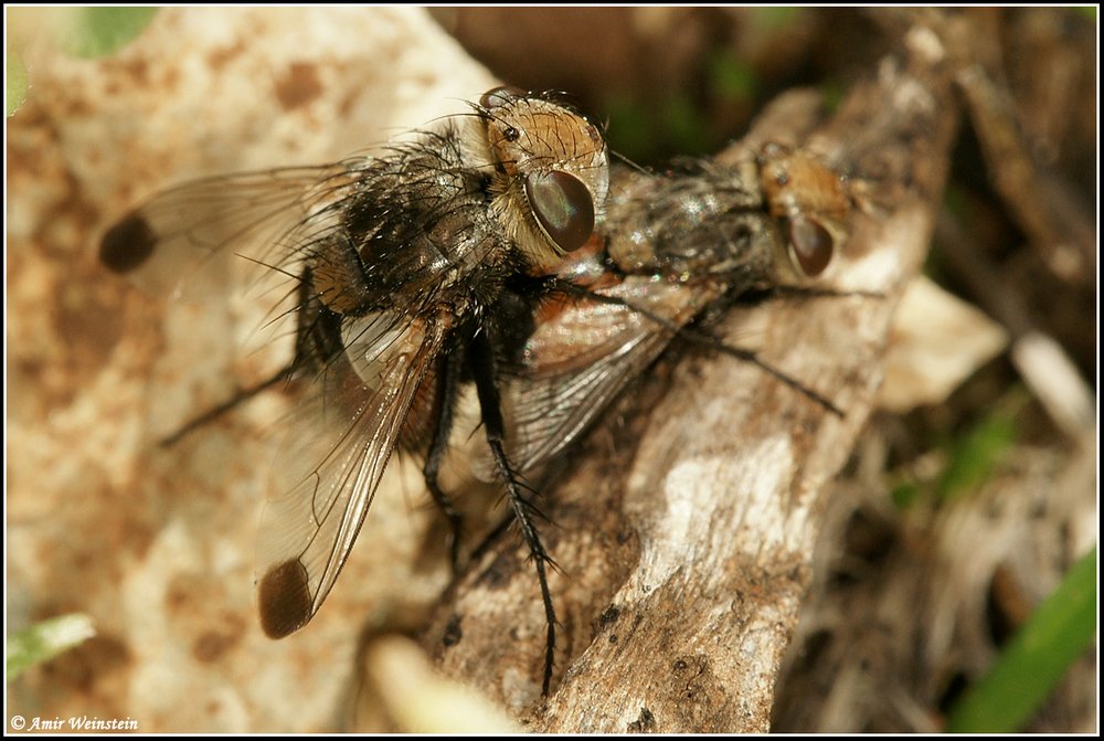 TACHINIDAE  d''Israele